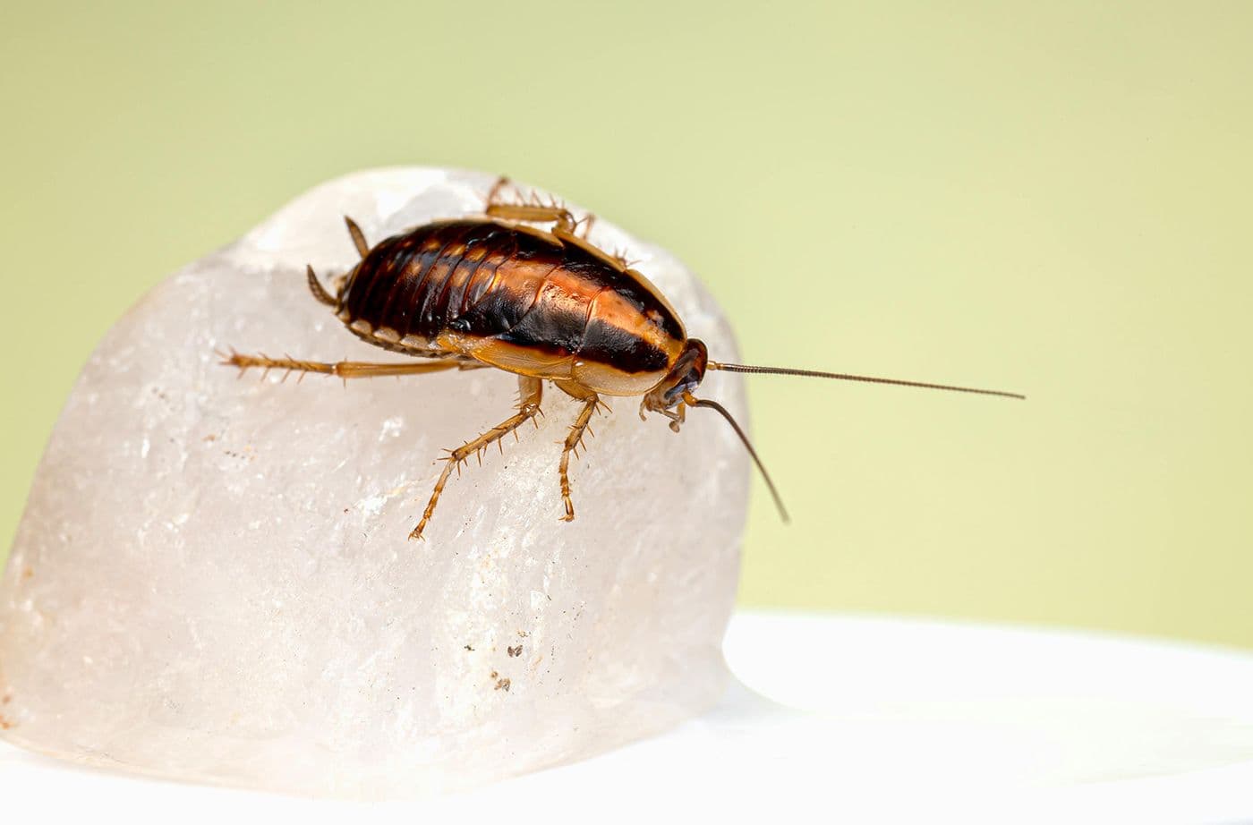 cockroach