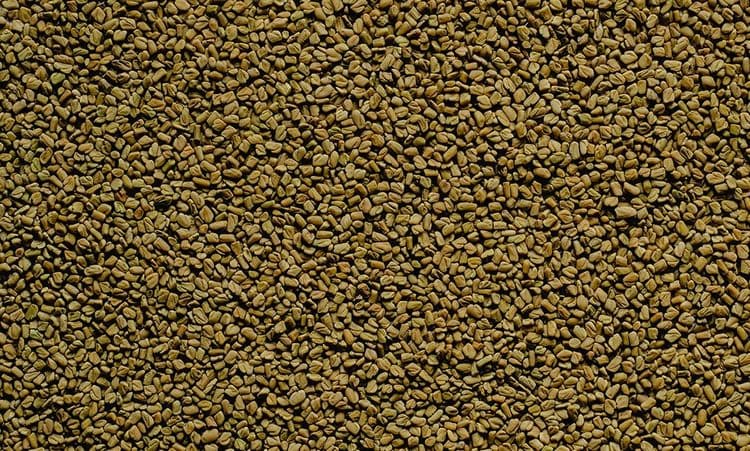 Fenugreek  - Methi Dana