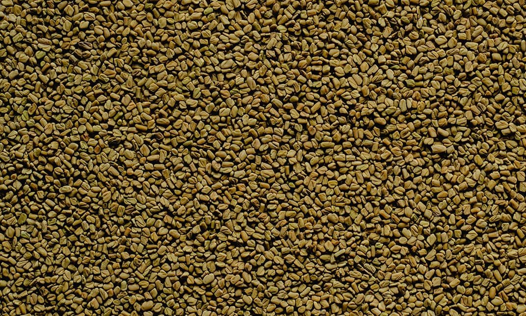 Fenugreek  - Methi Dana